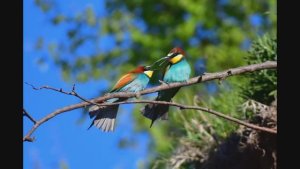 Золотистые щурки. Очень яркие красивые птицы.