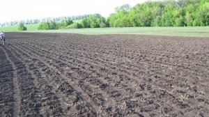 Посадка  дынь и арбузов  в открытый грунт. Новый способ.