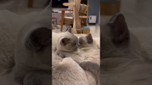 смешные домашние любимцы