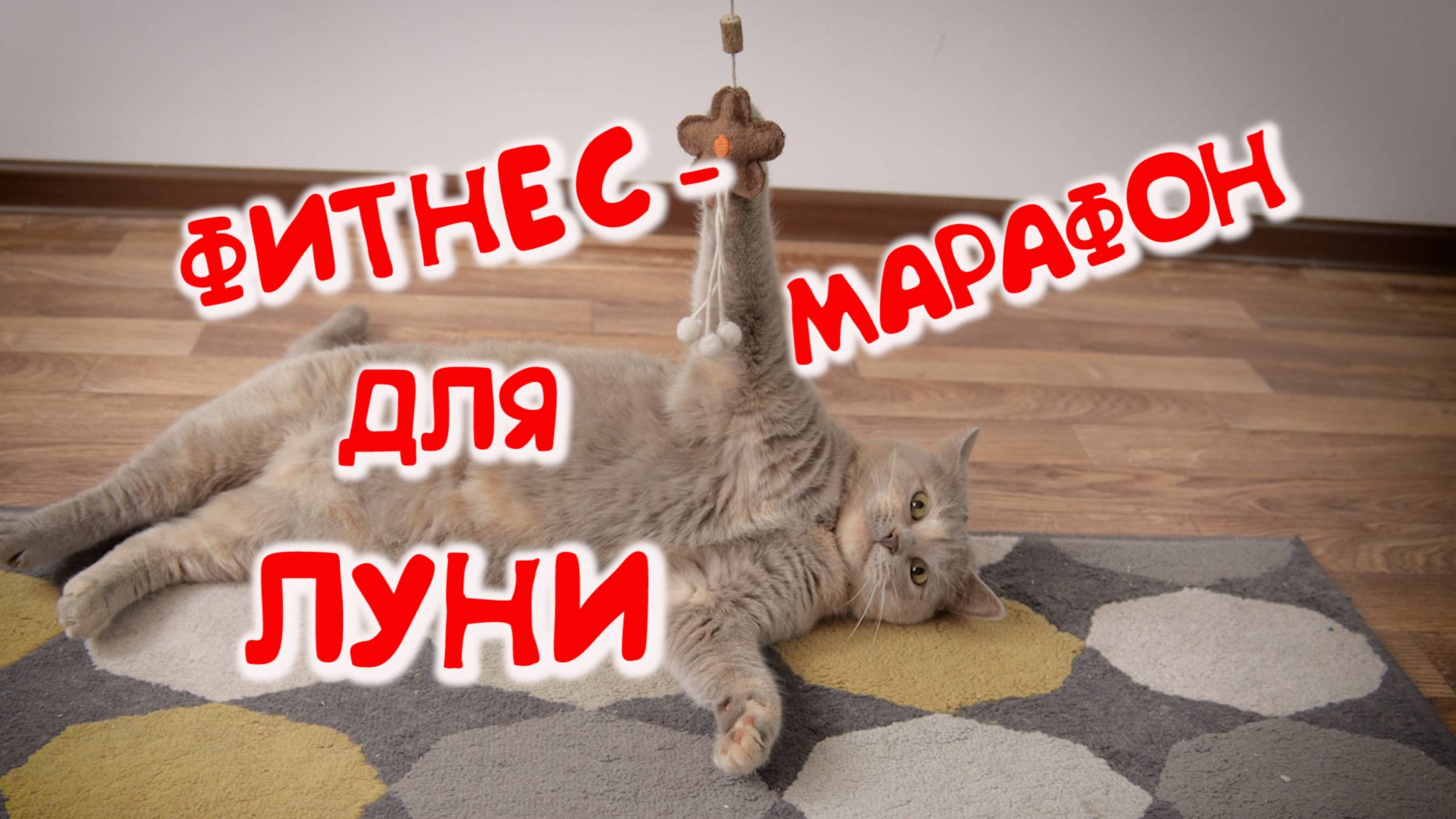 КОШАЧЬЯ ФИЗКУЛЬТУРА С ЛУНЕЙ:АКТИВНЫЙ ВЫХОДНОЙ!