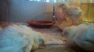 Что с птицей