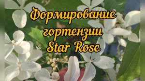 Формирующая обрезка гортензии Star Rose (Стар Роуз).