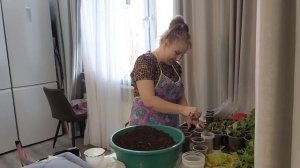 КАЮСЬ, УКРАЛА😱 КТО говорил что ОН НЕ КРАСИВЫЙ🔥 РАСХЛАМЛЯЮСЬ😱пересаживаем ЦВЕТЫ