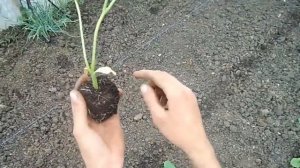 Посадка огурцов в теплицу
