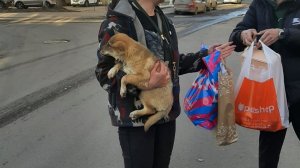 Щенок Дана уехала