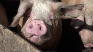 Стала известна причина падежа свиней в Новосибирской области