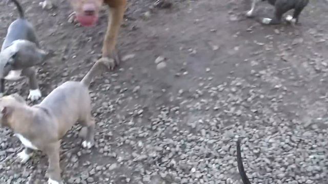 DDKLINE family VLOG #3 PUPPIES & BIG DOGS смотреть онлайн