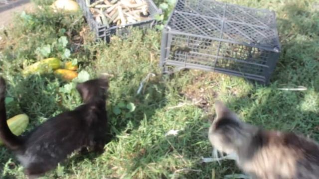 Посвящение в охотники. Как кошка обучает котенка. смотреть онлайн