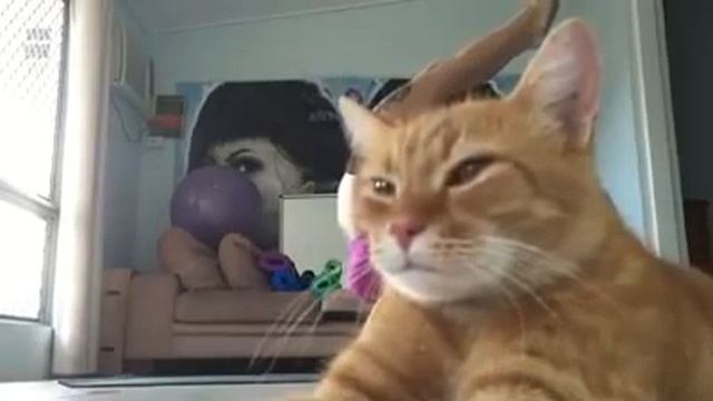 Гимнастка и кошка