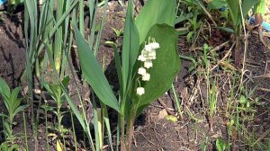 Ландыш (Ђурђевдан). Джурджевдан. Сербская народная песня
