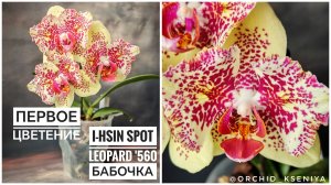 Phal. I-HSIN Spot Leopard '560 бабочка 🦋 Первое цветение желтой пятнистой орхидеи Спот Леопард '560