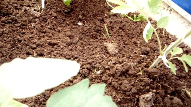 Моя теплица.22мая 2021г. смотреть онлайн