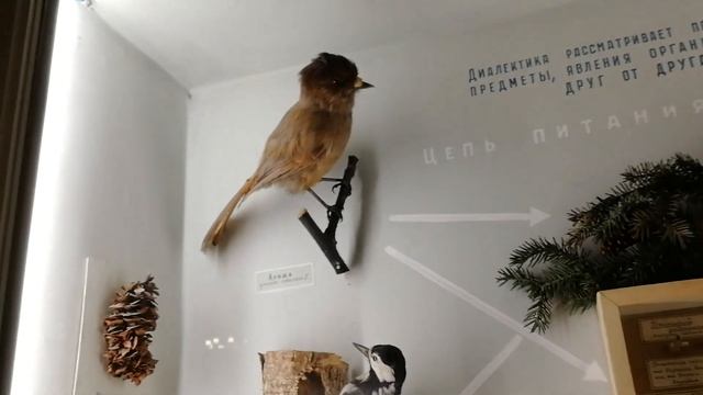 ОТПУСКНОЙ ВЛОГ. ЯРОСЛАВЛЬ. Ч.1. САМЫЙ СТАРИННЫЙ МОНАСТЫРЬ. КРУПНЕЙШАЯ ВЫСТАВКА ЯРОСЛАВЛЯ.