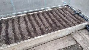 Сеем томаты на рассаду в теплице.25 марта.#коллекционныетоматы#семена#Брестскаяобласть