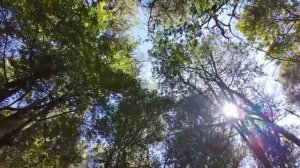 ПРЕКРАСНАЯ МУЗЫКА  dalipsihologov