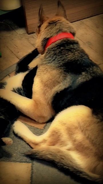 Кузьма допекает Багиру. смотреть онлайн