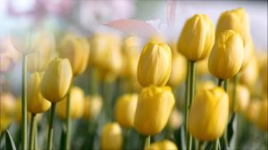 Чудесная песня "Когда цвели сады"