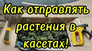 🌲Как правильно отправлять растения в касетах,мультиплатах сдэком,почтой!🌲