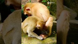 The poor monkeys are playing together on the rock in such delight