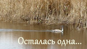 Из большой семьи лебедей, одна малышка еще не улетела...