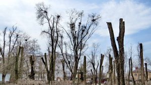 Волгодонские "соловьи", 20.03.2025 парк Победы
