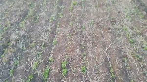 Кориандр(кинза) в Крыму прямого посева(No-till)