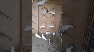 Бакинские Широкохвостые и сильный полет Бойные Голуби Шахмар Гусэйнзадэ 2