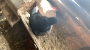 Собираю куриный уражай яички 🥚🥚🐔🐔🐓🐓