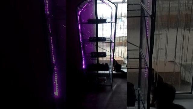 приклеила новую фитоленту