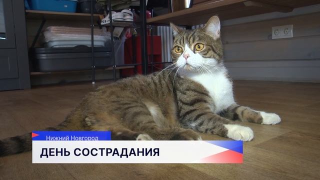Приют для бездомных животных запускает акцию «День сострадания»