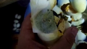 Как спасти гусят во время вылупа. Гусята крупно-серые.