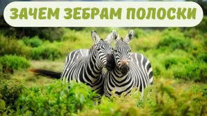 Зебры: Для чего на самом деле нужны полоски?