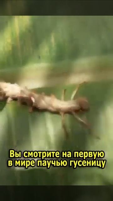 частная лаборатория сша творит невообразимые существа 😱 смотреть онлайн