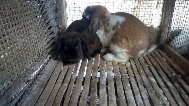 holland lop rabbits breeding |rabbits mating| смотреть онлайн