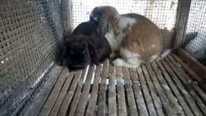 holland lop rabbits breeding |rabbits mating|