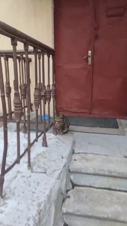 БОГАТЫЕ ДОМА ПИТЕР--- ДАЖЕ У БОГАТЫХ КОШЕК СВОЙ ДОМИК