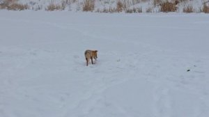 пришла порыбачить