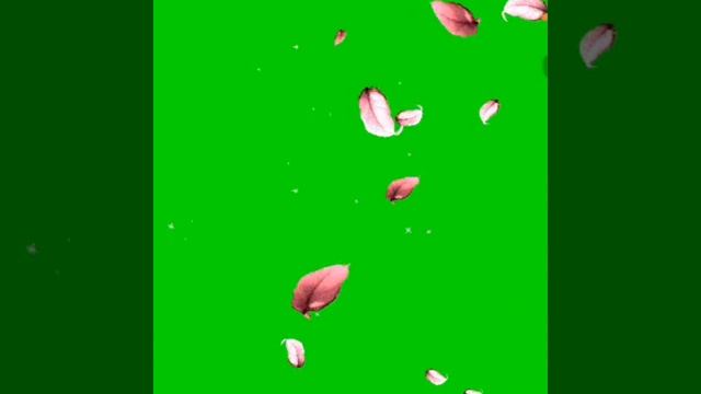 Pink leaf fall green screen animation effects free footages | chroma key leaf effects animation смотреть онлайн