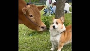 🐱 Простите, мне не нужны проблемы! 🐕 Смешное видео  с собаками, кошками и котятами!