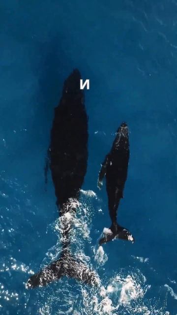 Синий кит смотреть онлайн