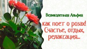 Пересадка цветов. Корневой ком напитайте живительным раствором! Красивый сад и аптека