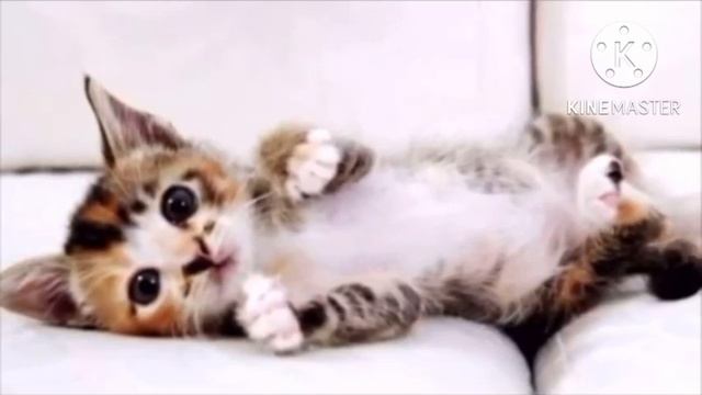 Все проходили мимо умирающего котёнка, он уже делал свои последние вздохи смотреть онлайн