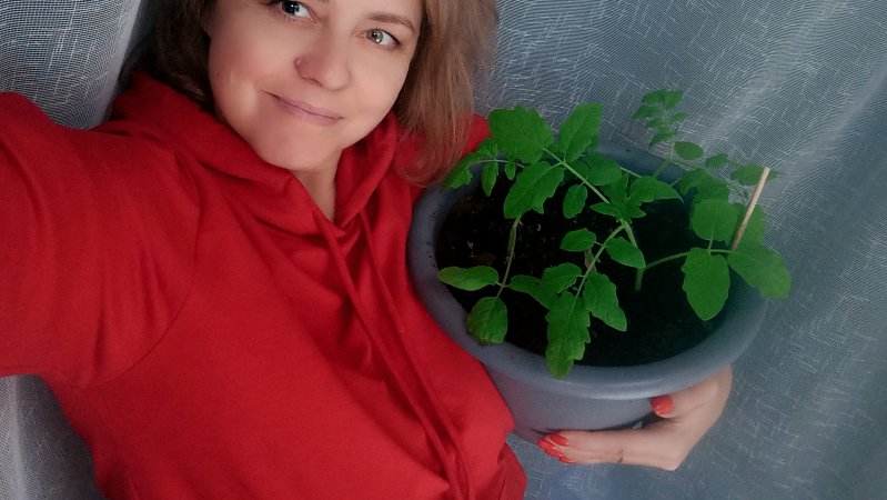 Этот сорт выглядит обычно, не как домашний