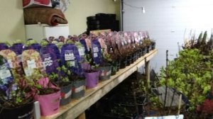 сравнение гортензий полученных в марте и в январе при разном их содержании, и хранении