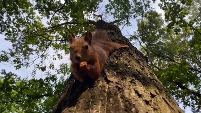 Белка ест в шпагате смотреть онлайн