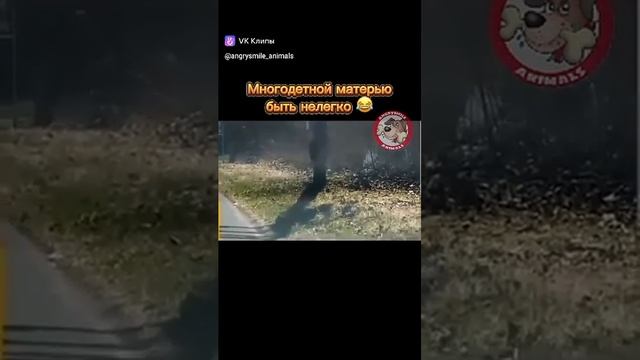 когда много детей! 👉🐻👉💃