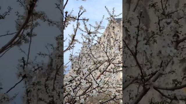 Крым 🇷🇺 цветущий миндаль
