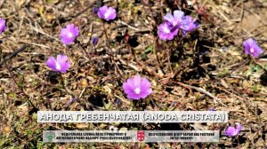 Анода гребенчатая (Anoda cristata)