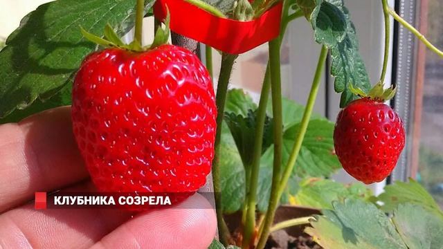 Клубника созрела
