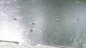 Утки на лебяжем пруду